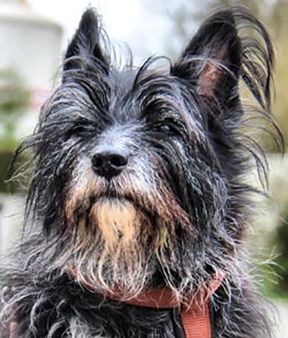 Foto West-Highland-Terrier "Freitag"