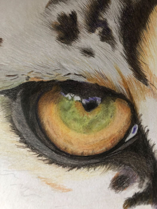 Zeichnung Leopardenauge