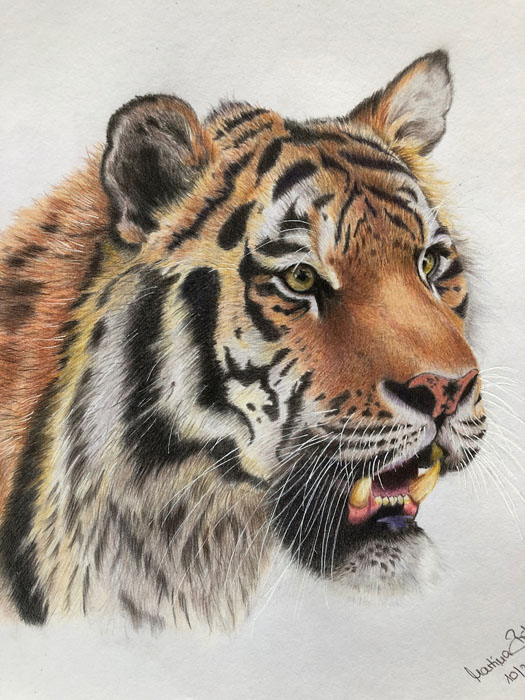 Zeichnung „Tiger“