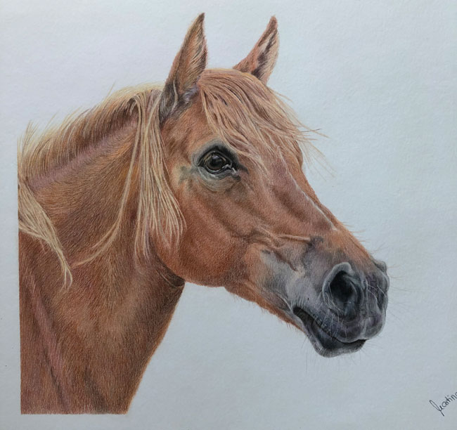 Zeichnung Pferd
