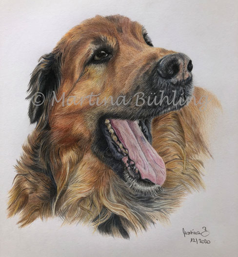 Zeichnung Leonberger