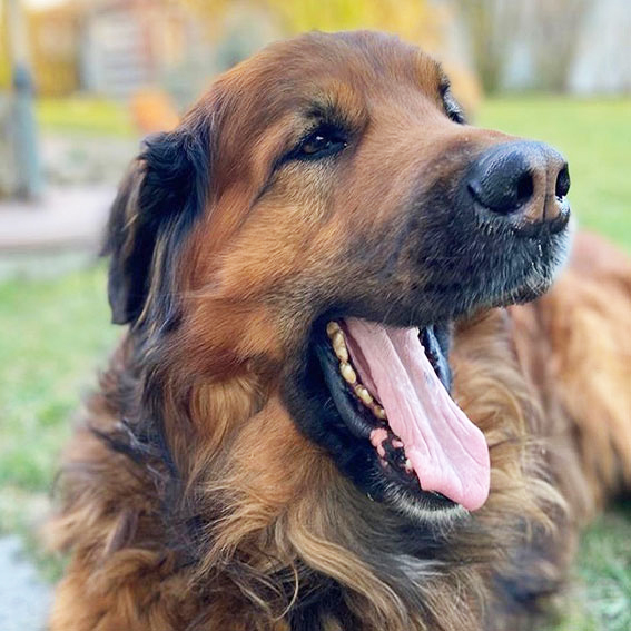 Foto Leo
