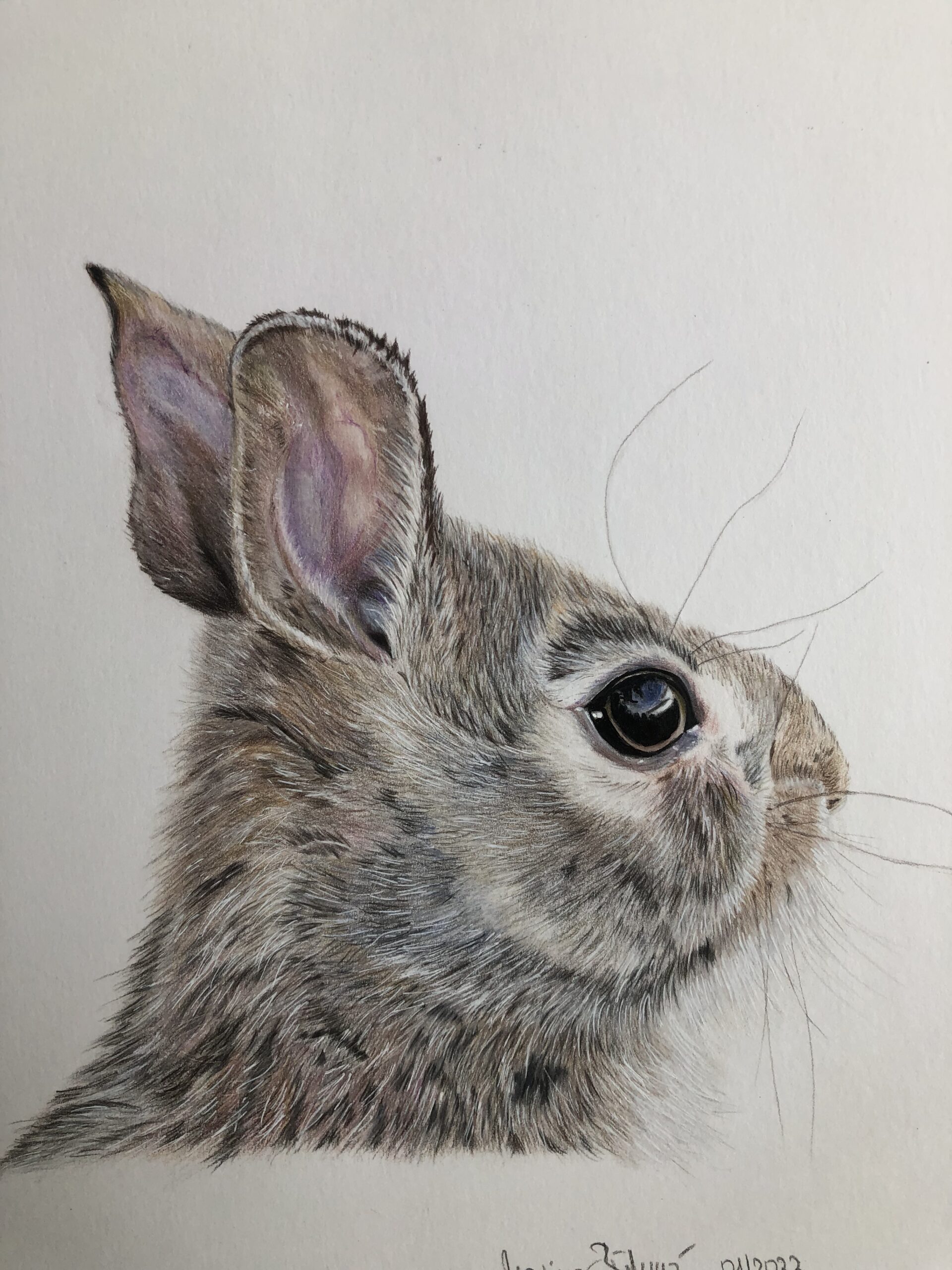 Zeichnung „Hase“