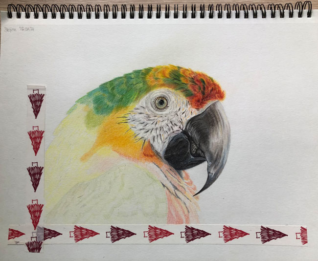 Zeichnung „Papagei“ (in Arbeit)
